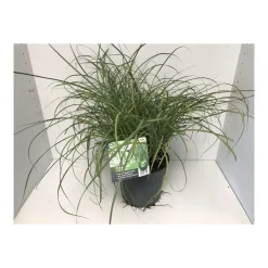 Plantiflor Feinhalm Chinaschilf Gracillimus T19
