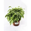 Ficus Kinky 30-35 cm gelb-bunt T12*Plantiflor Discount