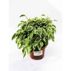 Ficus Kinky 30-35 cm gelb-bunt T12*Plantiflor Discount