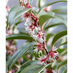 Plantiflor Fleischbeere Winter Gem Topf Durchmesser 15 cm