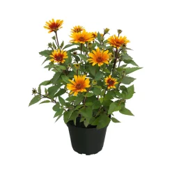 Garten-Sonnenauge C3*Plantiflor Best