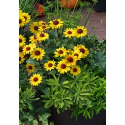 Garten-Sonnenauge C3*Plantiflor Best