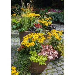 Garten-Sonnenauge C3*Plantiflor Best