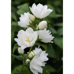 Gefüllter Gartenjasmin Topf Durchmesser 19 cm*Plantiflor Sale