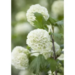 Gefüllter Schneeball Roseum Topf Durchmesser 19 cm*Plantiflor New