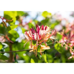 Plantiflor Geißblatt Goldflame Topf Durchmesser 17 cm