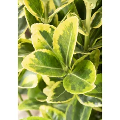 Gelbbunter Japanspindel Aureo-Marginatus Topf Durchmesser 15 cm^Plantiflor New