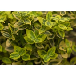 Plantiflor Gelbbunter Spindelstrauch Topf Durchmesser 15 cm