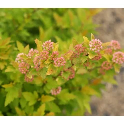 Gelbe Blasenspiere Proven Winners Tiny Win Gold Topf Durchmesser 19 cm^Plantiflor Outlet