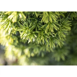 Gelbe Säuleneibe Fastigiata Aurea Topf Durchmesser 17 cm^Plantiflor Discount