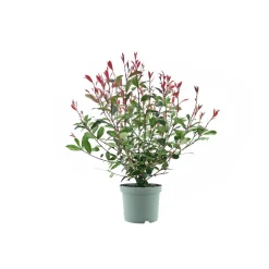 Glanzmispel Compacta Topf Durchmesser 23 cm^Plantiflor Best