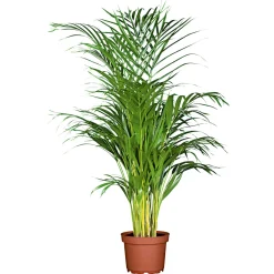 Goldfruchtpalme Topf Durchmesser 24 cm^Plantiflor