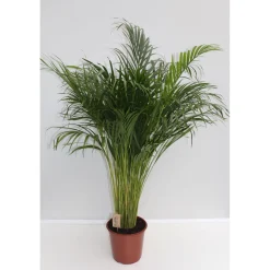 Goldfruchtpalme Topf Durchmesser 24 cm^Plantiflor