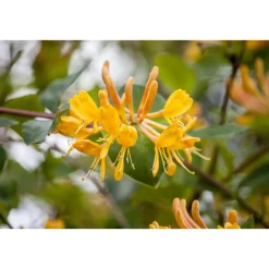 Gold-Geißblatt Topf Durchmesser 17 cm*Plantiflor Outlet