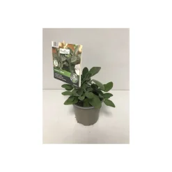 Plantiflor Gourmet Aroma-Salbei T12