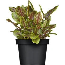 Gourmet Echter Sauerampfer grünlaubig T12^Plantiflor New