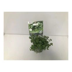 Plantiflor Gourmet Zitronenthymian grünlaubig und gold T12