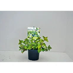 Gourmetkräuter Echte Minze Topf Durchmesser 12 cm*Plantiflor Discount