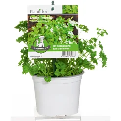 Gourmetkräuter Aroma-Petersilie Topf Durchmesser 12 cm*Plantiflor Discount