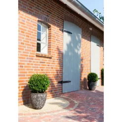 Grüne Stechpalme Robustico Topf Durchmesser 17 cm*Plantiflor Clearance