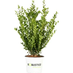 Grüne Stechpalme Robustico Topf Durchmesser 23 cm^Plantiflor Hot