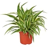 Plantiflor Grünlilie Ocean 25-30 cm T12