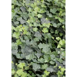 Plantiflor Großblättriger Irischer Efeu Topf Durchmesser 17 cm
