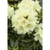 Großblumige Alpenrose Goldkrone Topf Durchmesser 17 cm^Plantiflor Hot