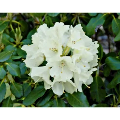 Großblumige Alpenrose Goldkrone Topf Durchmesser 17 cm^Plantiflor Hot