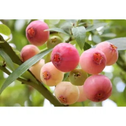 Heidelbeere Pink Lemonade Topf Durchmesser 17 cm^Plantiflor New