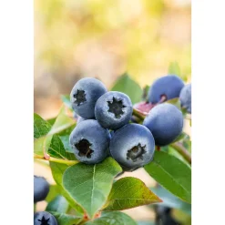 Plantiflor Heidelbeere Topf Durchmesser 17 cm