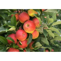 Plantiflor Herbstapfel Elstar Busch Topf Durchmesser 28 cm