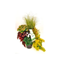 Herbstgarten 6er-Pack Topf Durchmesser 9 cm*Plantiflor