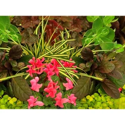Herbstgarten 6er-Pack Topf Durchmesser 9 cm*Plantiflor