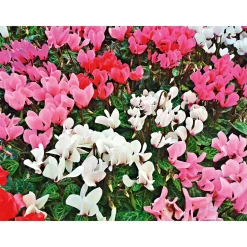 Herbstgarten 6er-Pack Topf Durchmesser 9 cm*Plantiflor