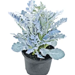 Herbstpflanzen Silberner Herbst 6er-Pack^Plantiflor Discount