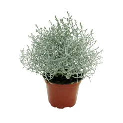 Herbstpflanzen Silberner Herbst 6er-Pack^Plantiflor Discount