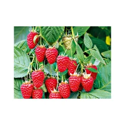 Himbeere Tulameen Topf Durchmesser 17 cm^Plantiflor