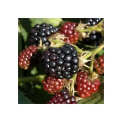 Hänge Brombeere Black Cascade Topf Durchmesser 17 cm*Plantiflor Discount