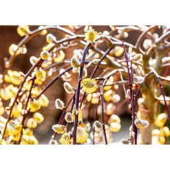 Plantiflor Hängekätzchenweide Topf Durchmesser 17 cm