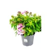 Hohe Flammenblume Topf- Durchmesser 19 cm^Plantiflor Hot