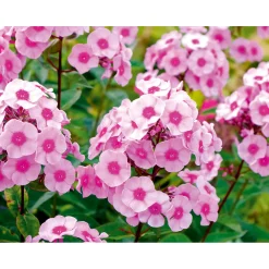 Hohe Flammenblume Topf- Durchmesser 19 cm^Plantiflor Hot