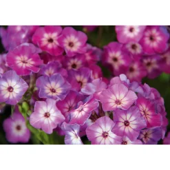 Hohe Flammenblume Topf- Durchmesser 19 cm^Plantiflor Hot