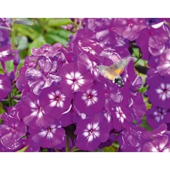 Hohe Flammenblume Topf- Durchmesser 19 cm^Plantiflor Hot