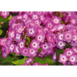 Hohe Flammenblume Topf- Durchmesser 19 cm^Plantiflor Hot