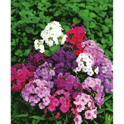 Hohe Flammenblume Topf- Durchmesser 19 cm^Plantiflor Hot