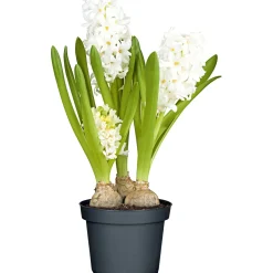 Hyazinthe 3er Topf Durchmesser 10,5 cm*Plantiflor Outlet