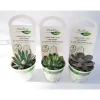 Kakteen Echeverie Mix T9^Plantiflor Discount