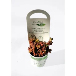 Kakteen-Mix T6^Plantiflor Sale