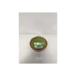 Katzengras T16^Plantiflor